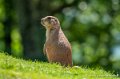chien-de-prairie-g91_6123