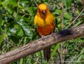 conure-soleil-g91_6095