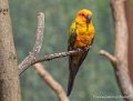 conure-soleil-g91_6097