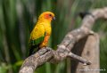 conure-soleil-g91_6100