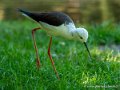 echasse-g91_5990