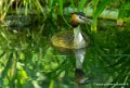 grebe-huppe-g91_6028