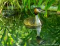 grebe-huppe-g91_6029