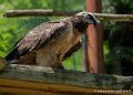 gypaete-barbu-g91_6132