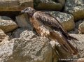 gypaete-barbu-g91_6135