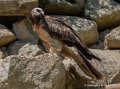 gypaete-barbu-g91_6136