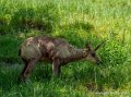 isard-g91_6127