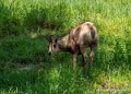 isard-g91_6128