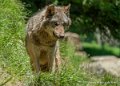 loup-g91_6139