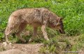 loup-g93_1553