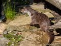 loutre-g91_6018