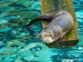loutre-g91_6020