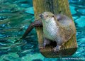 loutre-g91_6024