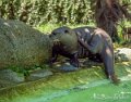loutre-g91_6149