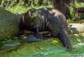 loutre-g91_6150