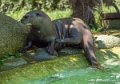 loutre-g91_6151