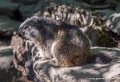 marmotte-g91_6035