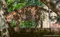 ocelot-g91_6037