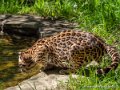 ocelot-g91_6039