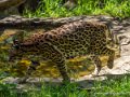 ocelot-g91_6040