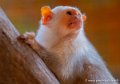 ouistiti-argente-g91_6172