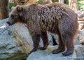 ours-g91_6047