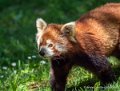 panda-g91_6071