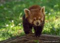 panda-g91_6073