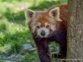 panda-g91_6074