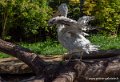 pelican-g91_6007