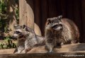 raton-laveur-g91_6032