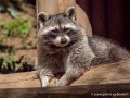 raton-laveur-g91_6033