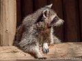 raton-laveur-g91_6034