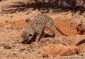 surycat-g91_6052
