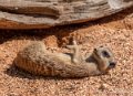 surycat-g91_6063