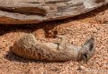 surycat-g91_6064