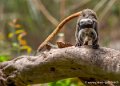 tamarin-empereur-g91_6154