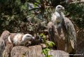 vautour-g93_1523