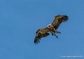vautour-g93_1529
