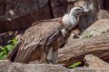 vautour-g93_1544