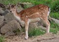 daim-g93_7932
