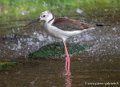 echasse-blanche-g93_7749