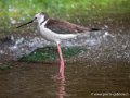 echasse-blanche-g93_7750