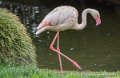 flamant-rose-g93_7789