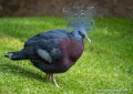 goura-victoria-g93_7773