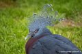 goura-victoria-g93_7774