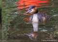 grebbe-huppe-g93_7786