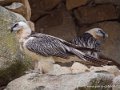 gypaete-barbu-g93_7939