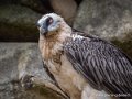 gypaete-barbu-g93_7943