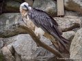 gypaete-barbu-g93_7944